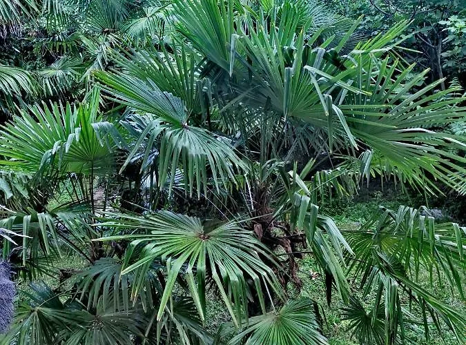 Apartament Ive Opatija