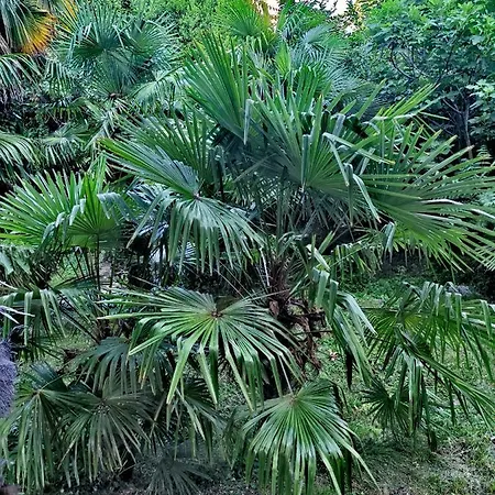 Διαμέρισμα Ive Οπατία